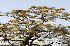 Gyrocarpus americanus